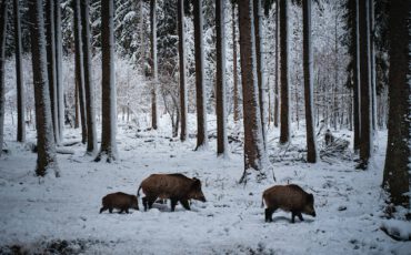 rolf-schmidbauer-QaBLP8wItuY-unsplash (1)